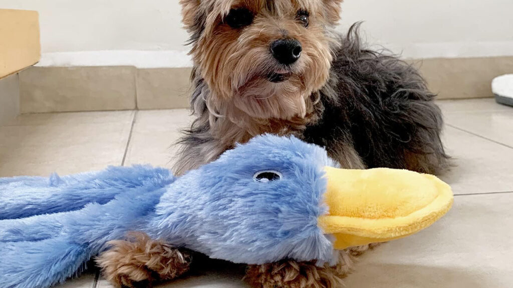 dog gadgets