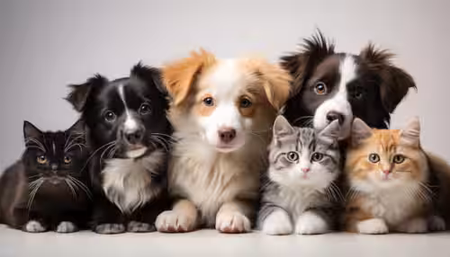 dogs on the internet