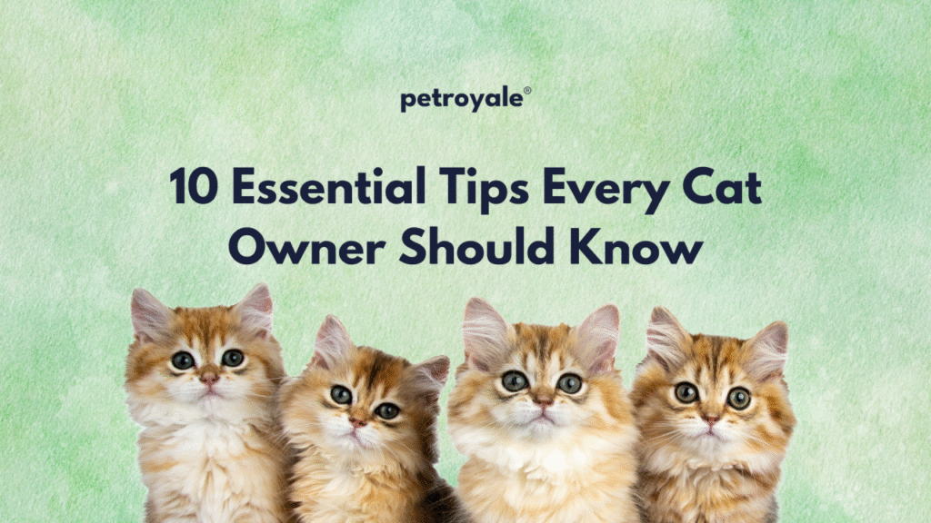 cat care tips