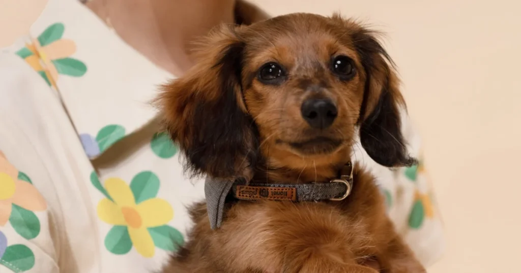 dog training mistakes
