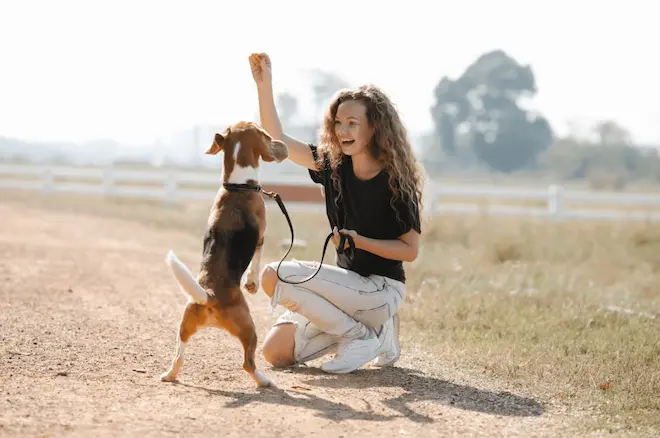 dog training tips