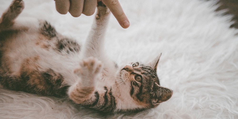 why cats are perfect pet