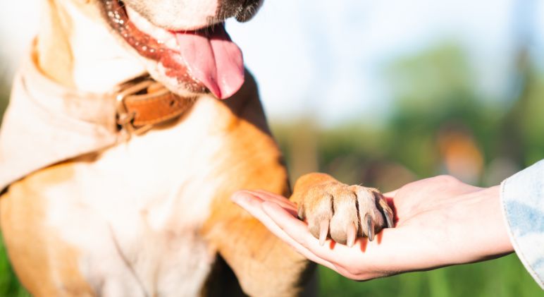 build bond with dog