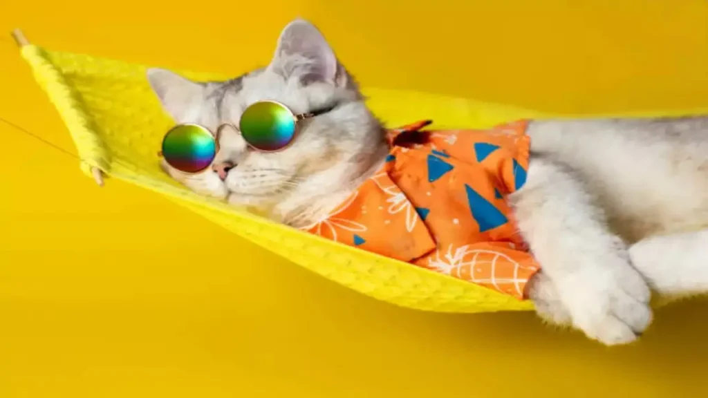 why cats are perfect pet