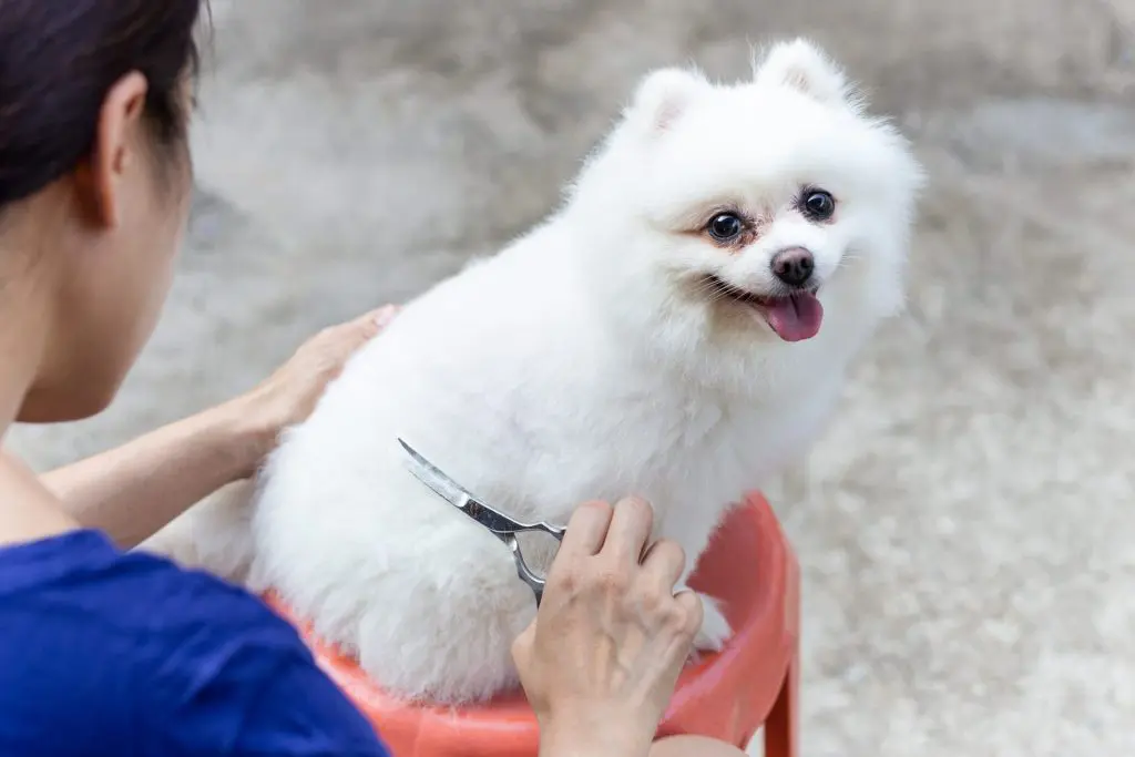 dog grooming tips