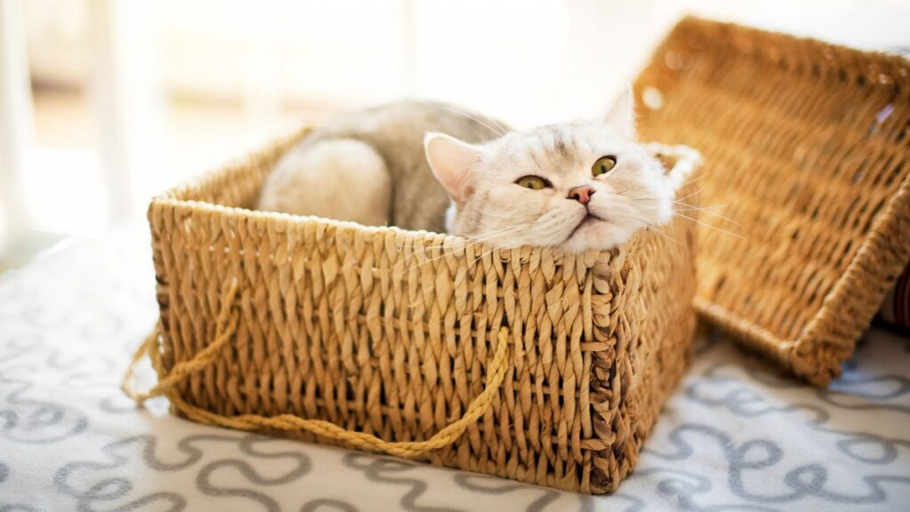 cat behavior guide