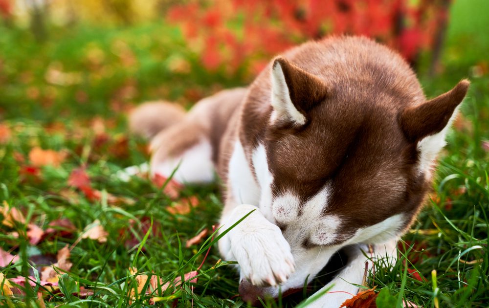 flea treatments dogs