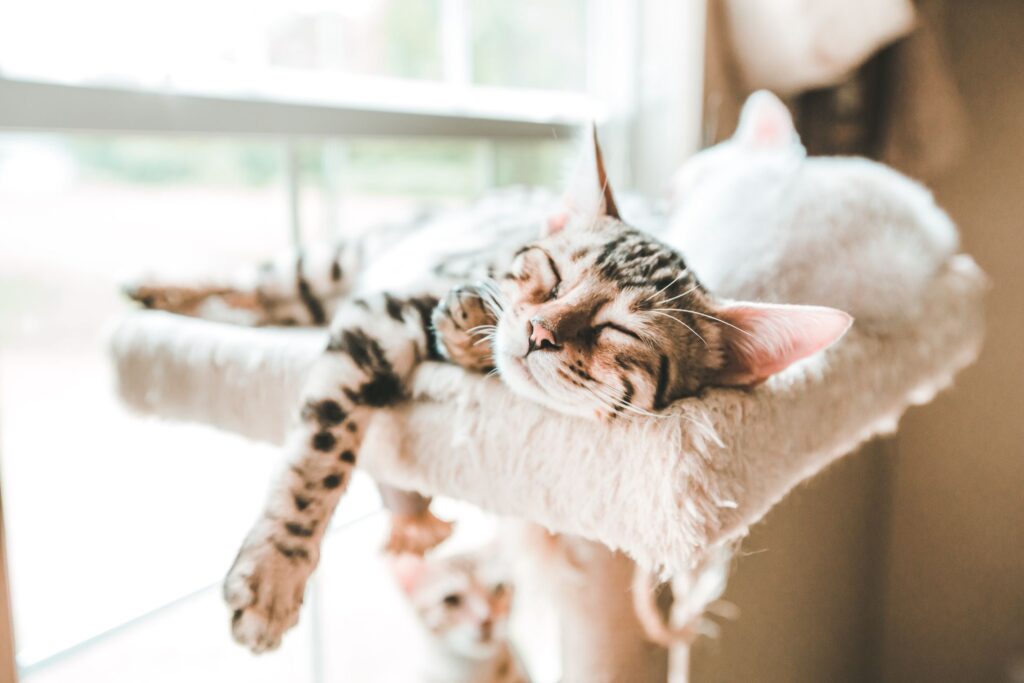why cats are perfect pet