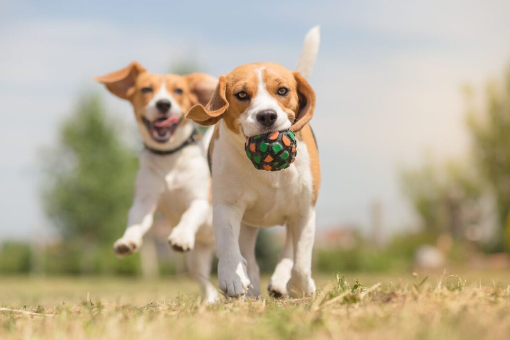 dog safety