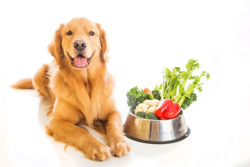 healthy dog nutrition