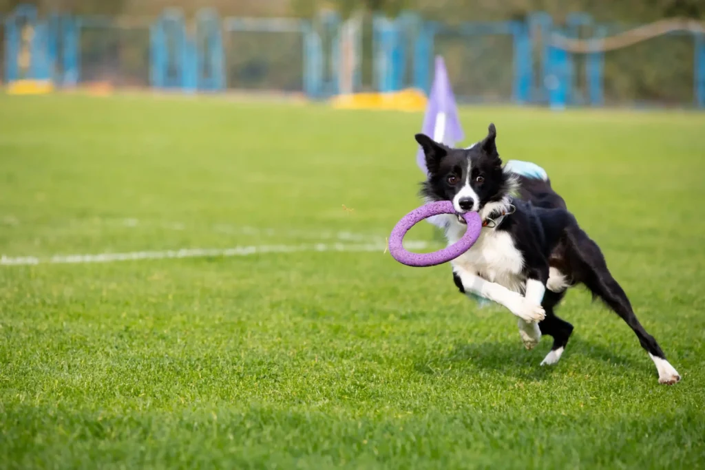 fun indoor dog games