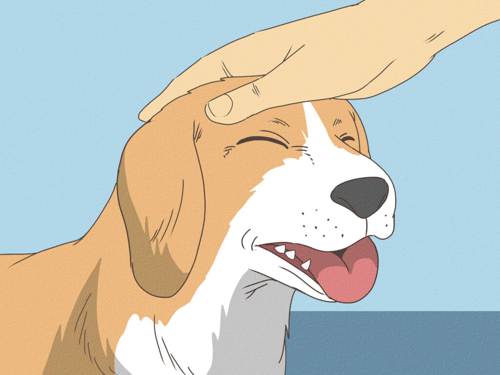 build bond with dog
