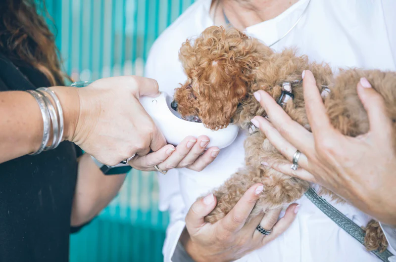 dog care