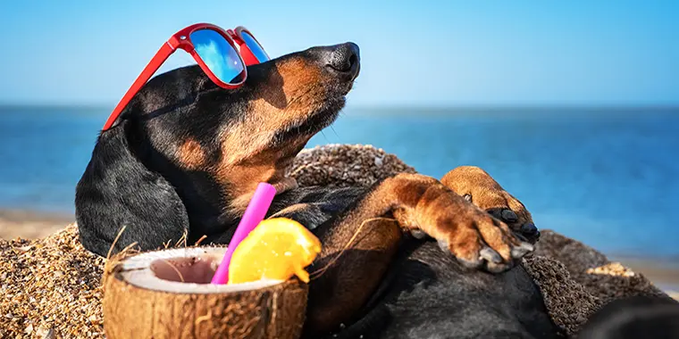 dog safety
