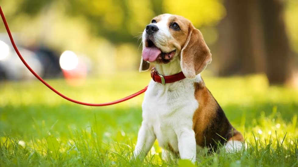 flea treatments dogs