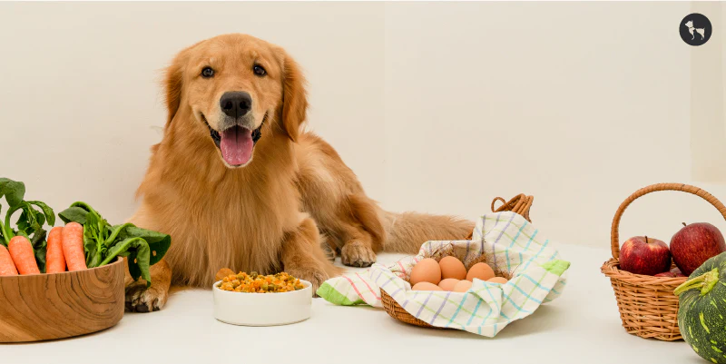 healthy dog nutrition