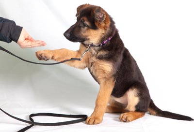 dog training tips
