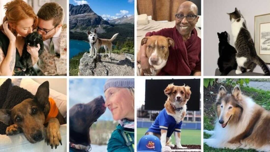 dogs on the internet