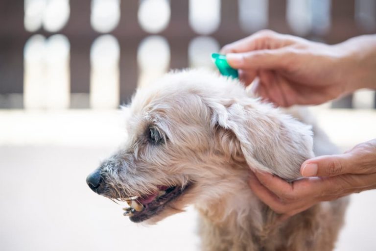 flea treatments dogs