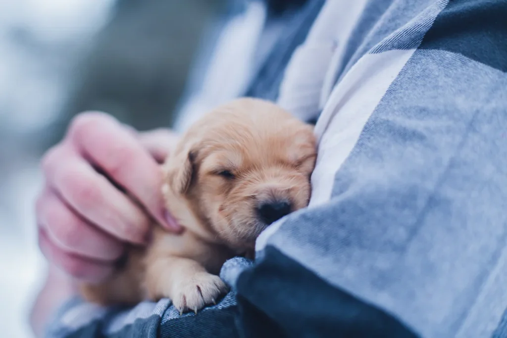 dog parenting tips