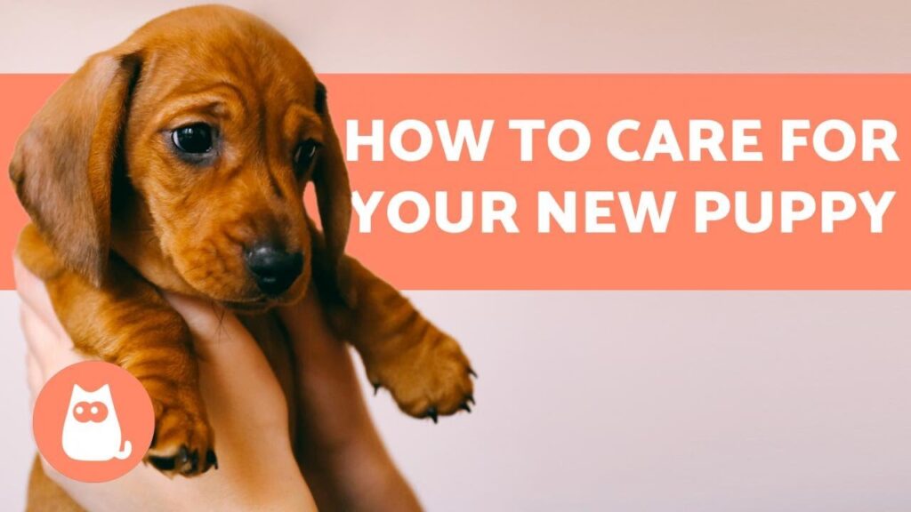 dog care