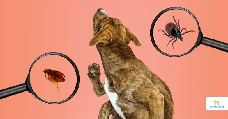 dog parasite prevention