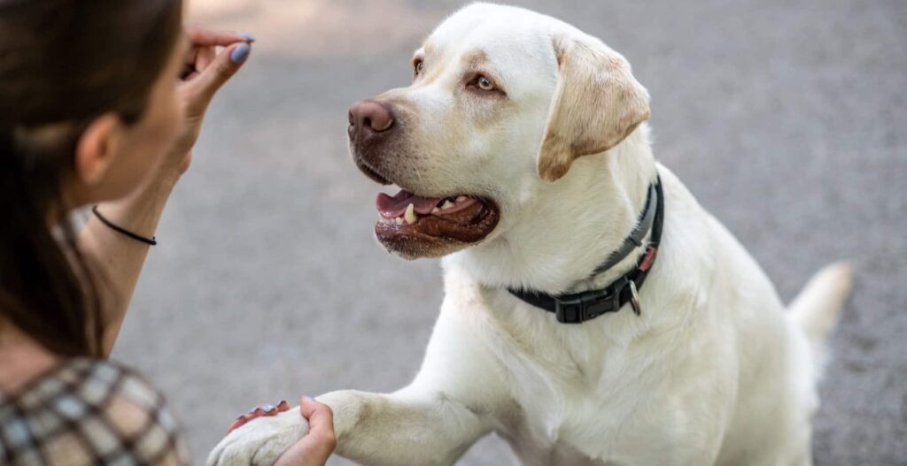 dog training mistakes