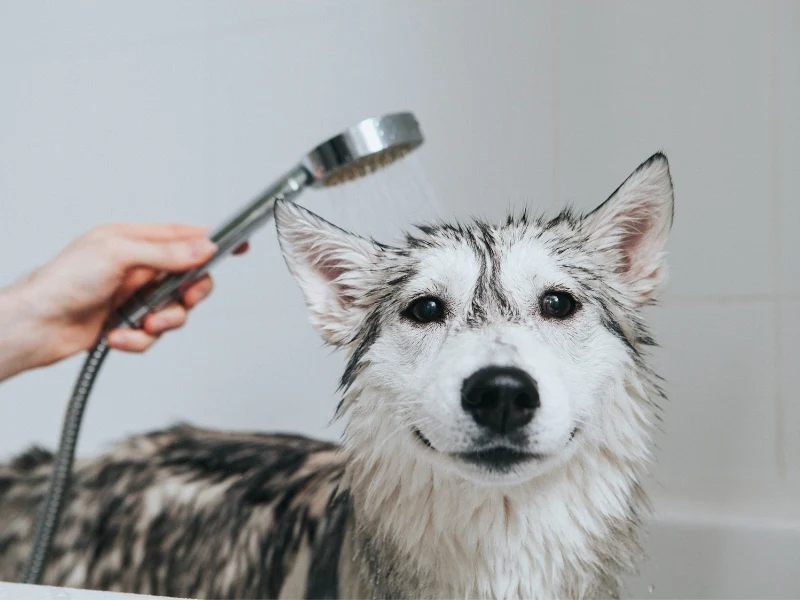dog grooming tips