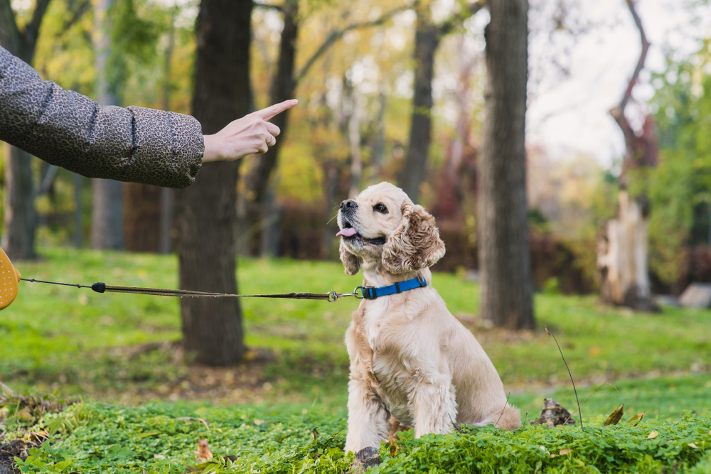 dog training tips
