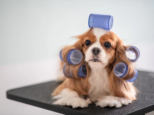 dog grooming tips