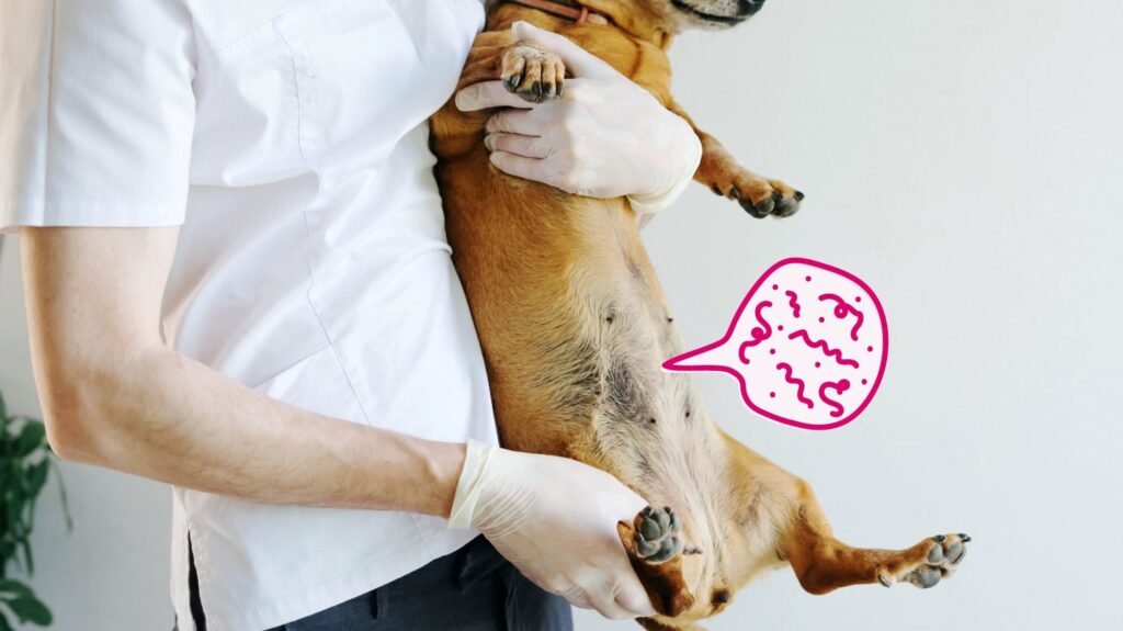 dog parasite prevention