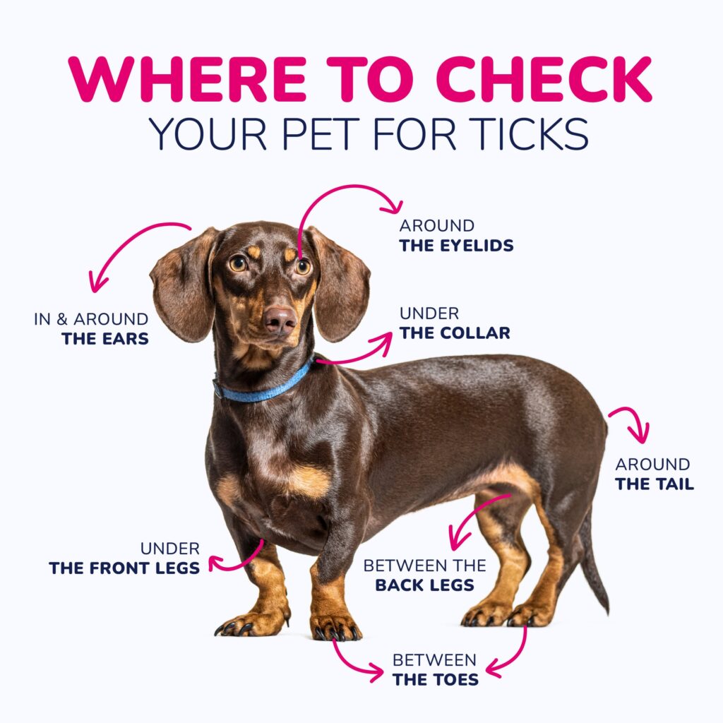 dog parasite prevention