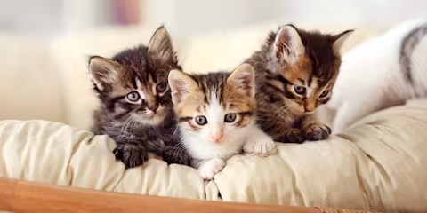 popular cat names 2025