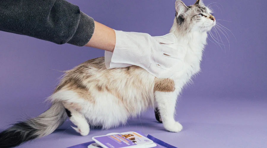 cat health tips