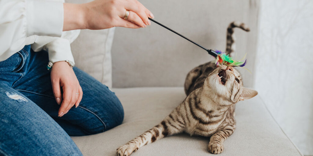 DIY cat toys