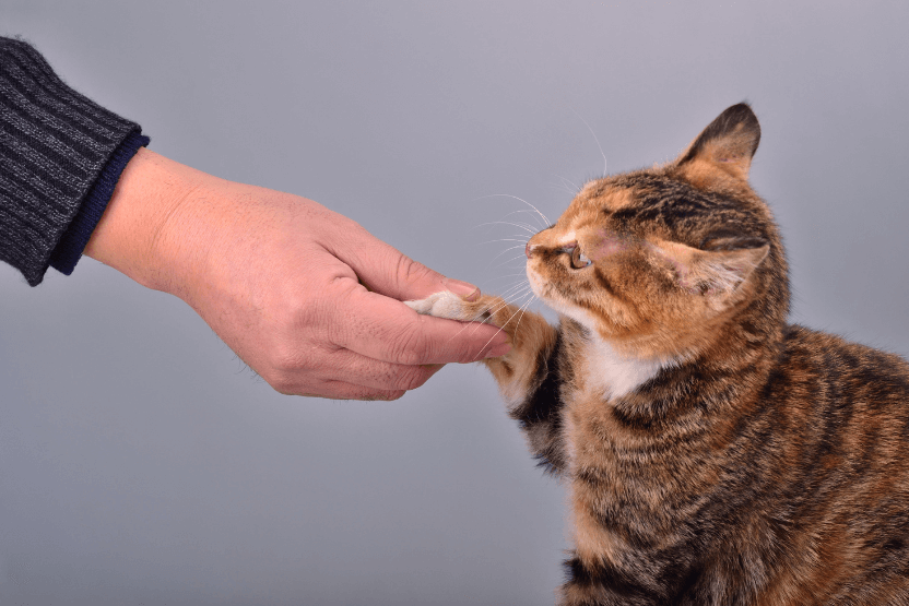 affordable cat products