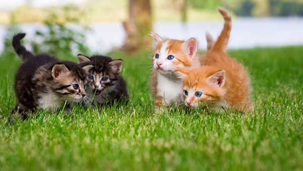 popular cat names 2025