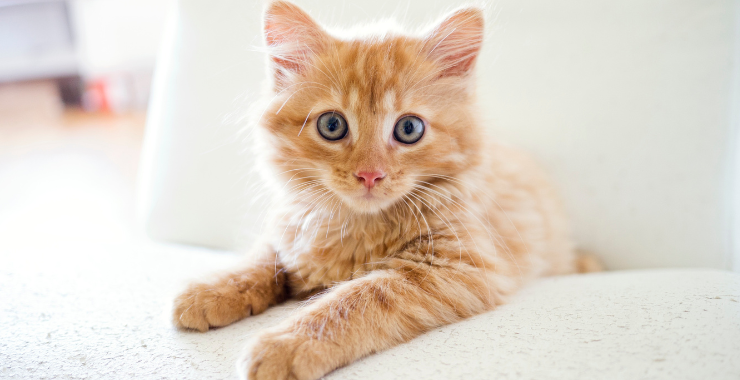 affordable cat products