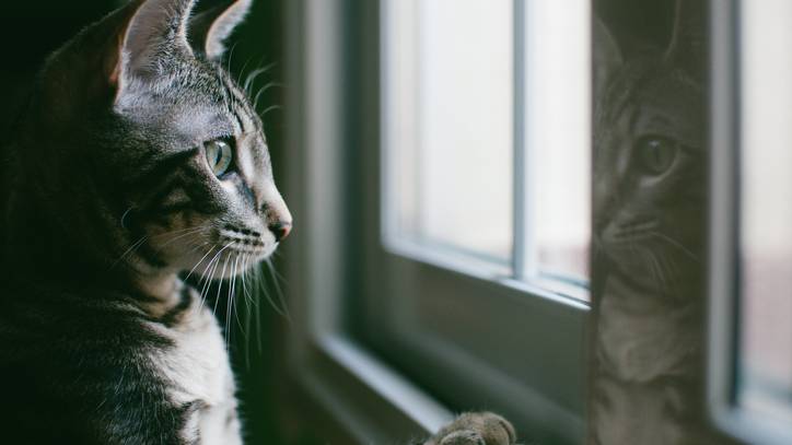 indoor vs outdoor cats