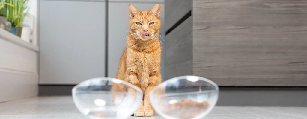 cat food selection