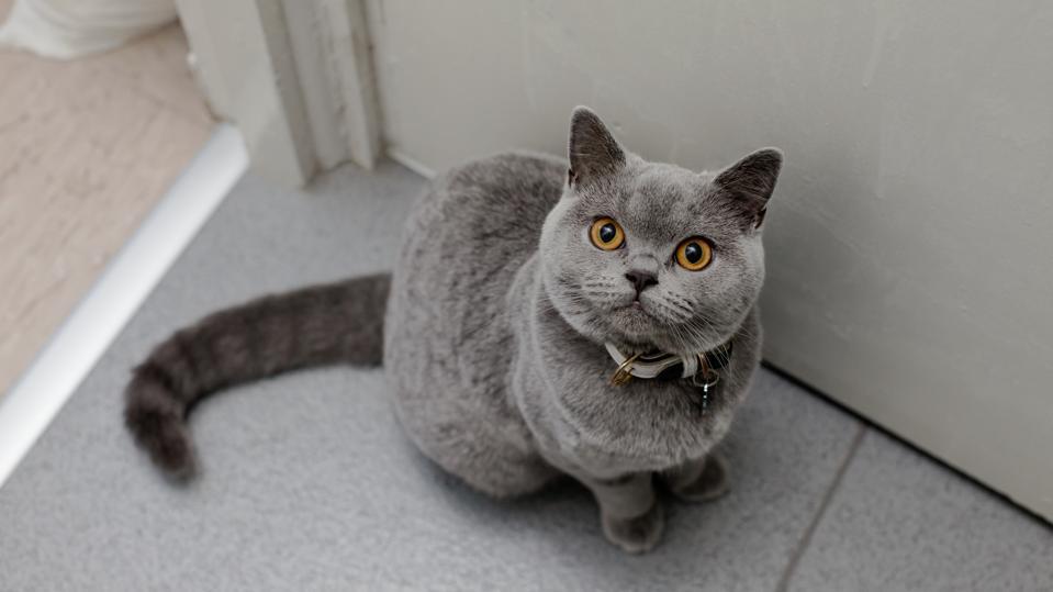cat breeds for families