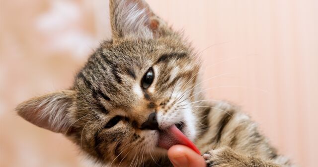 train your cat