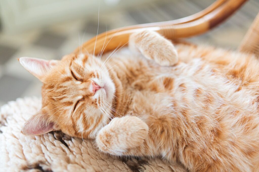 happy cat signs