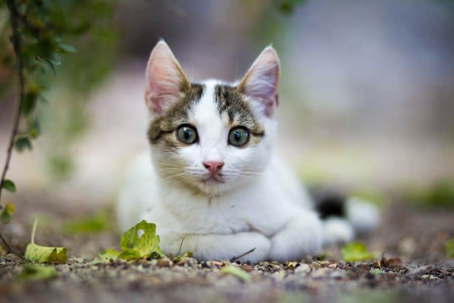 popular cat names 2025