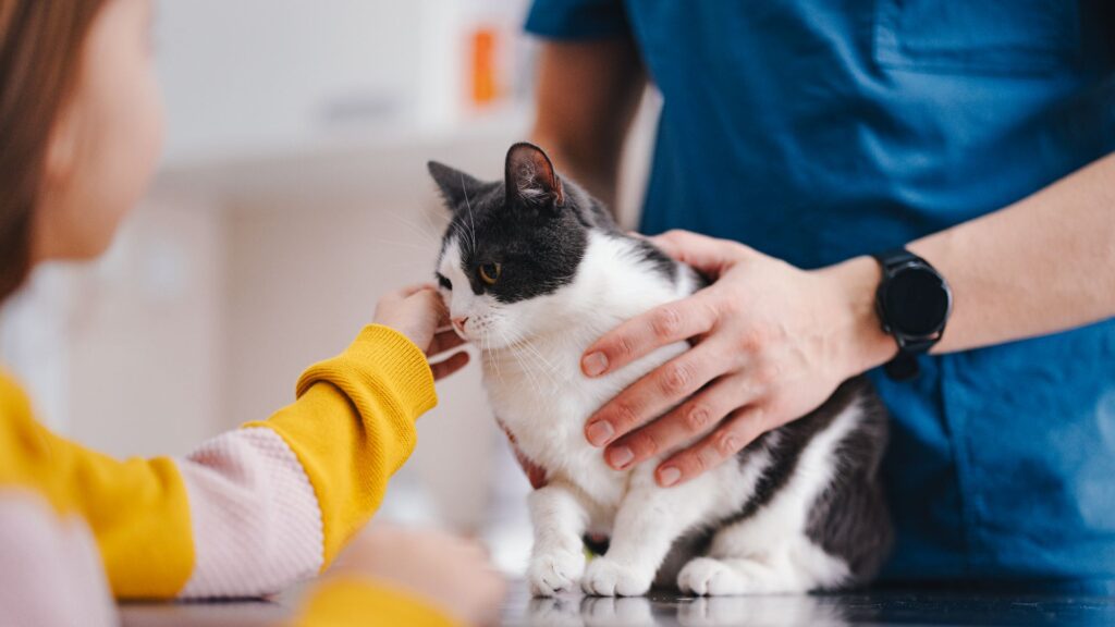 train your cat