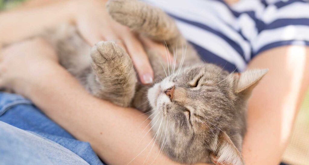 happy cat signs