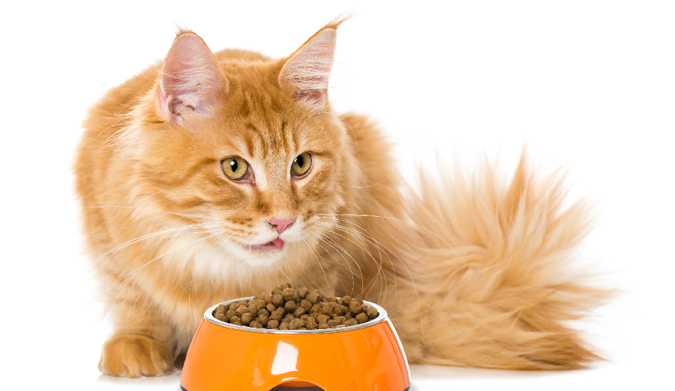 cat food selection