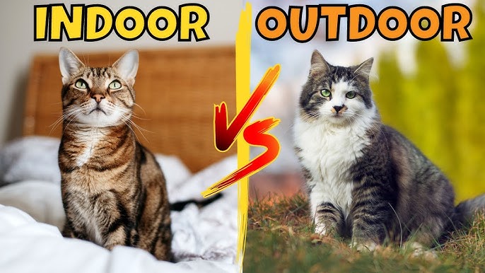 indoor vs outdoor cats
