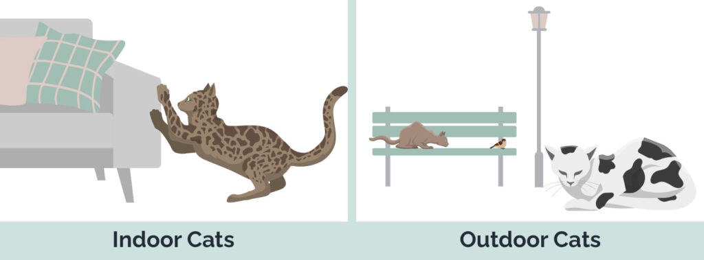 indoor vs outdoor cats