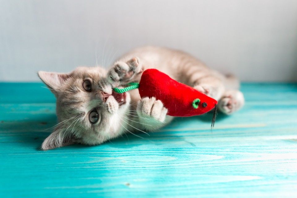 affordable cat products